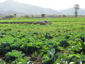 crops amidst drought Ethiopia
