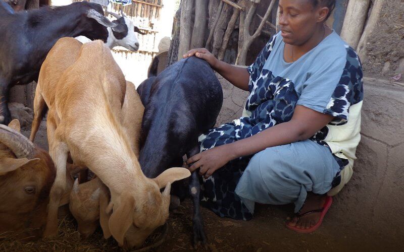 Woinshet Tefera, self-help group member and farmer from Ethiopia with her goats