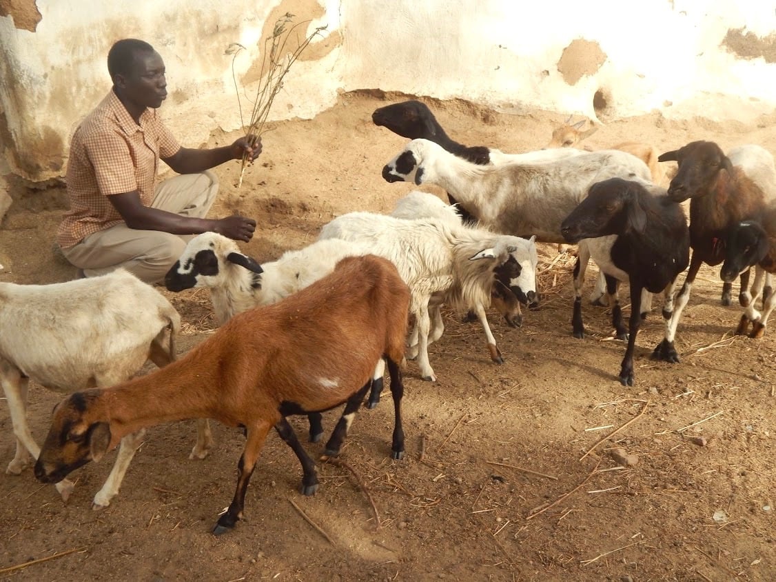 Vaccinating Goats For Healthy Incomes Canadian Feed The Children   Goats 2 1 