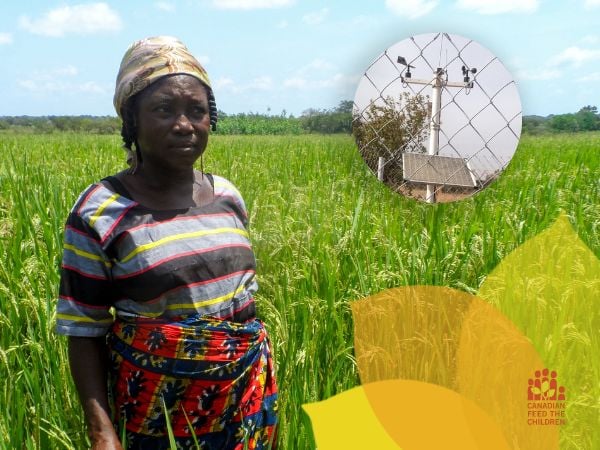 Madam Lardi in her green rice field in Ghana. Inset: An Agrimet Weather Station.