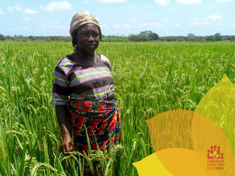 Madam Lardi in her rice farm in Ghana. The rice stalks are waist high and very lush. Madam Lardi looks off camera into the middle distance.