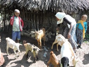 Fatima tends to their herd of goats with the help of her children